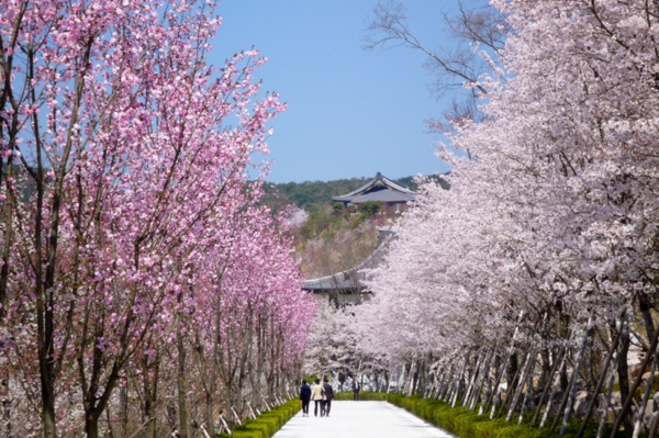 庭園 桜2.jpg