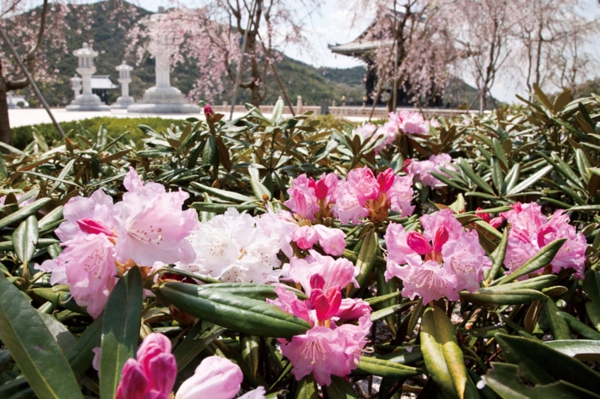 庭園 しゃくなげ.jpg